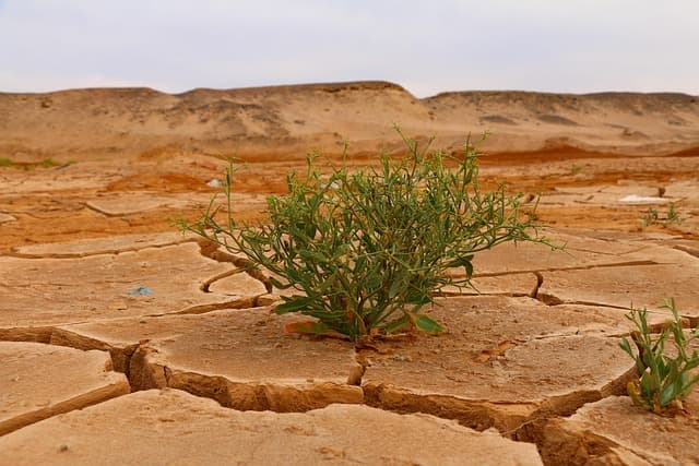 desert