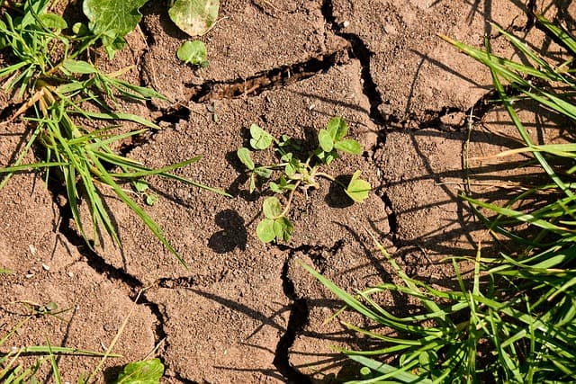 drought
