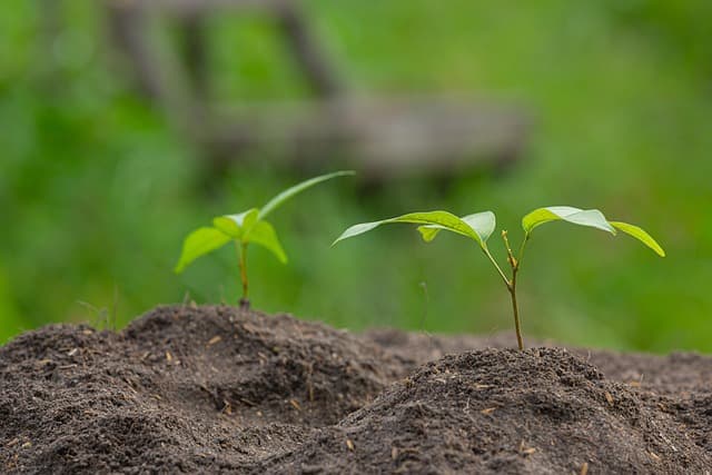 seedling